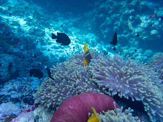 Fototapeta na wymiar Scuba Diving in the Red Sea in Egypt
