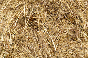 Seamless texture of hay, straw. Dried hay background. Texture, background. Close up