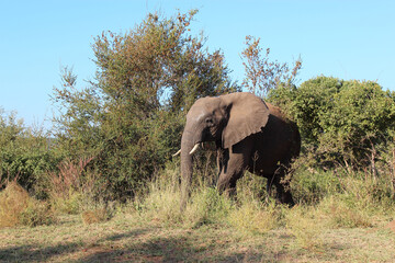 Fototapeta premium Afrikanischer Elefant / African elephant / Loxodonta africana