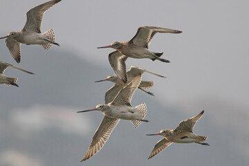 Beautiful sandpipers in flight