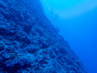 Fototapeta na wymiar Big Coral in Egypt