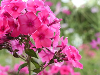 Close up of pink phlox flowers as floriculture collection