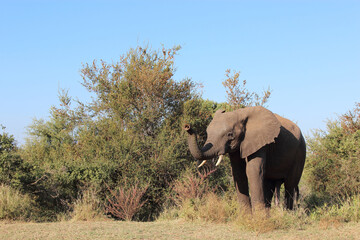 Fototapeta premium Afrikanischer Elefant / African elephant / Loxodonta africana