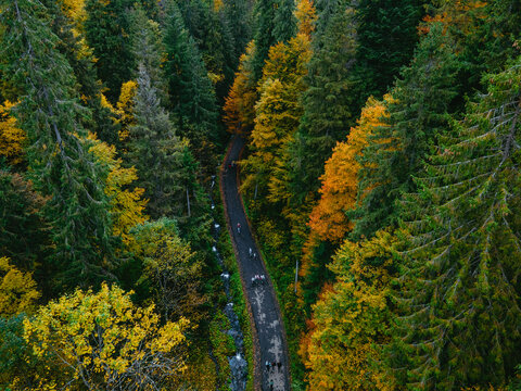 Aerial View Of Walking Hiking Trail In Autumn Forest