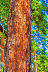 Pine tree bark during day time in Zlatibor, Serbia.