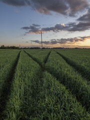 green field and sky