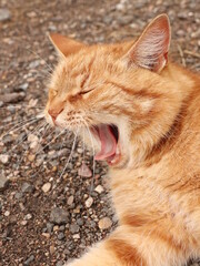 Close up yawning  ginger cat in garden