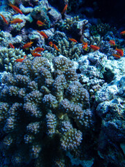 Diving in the Red Sea at Egypt