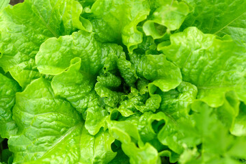 Organic home garden full of lettuce close up, popular and healthy leafy green plant. Texture