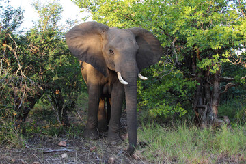 Obraz premium Afrikanischer Elefant / African elephant / Loxodonta africana