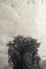 A black and white image of a tree under a moody cloudscape.