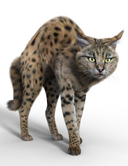 Elegant and charming Savannah cat close-up isolated on white 3d render - 522553873