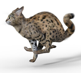 Elegant and charming Savannah cat close-up isolated on white 3d render - 522553874