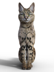 Elegant and charming Savannah cat close-up isolated on white 3d render - 522553875
