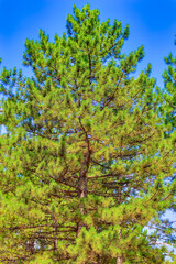 Big pine tree during summer day in Zlatibor, Serbia.