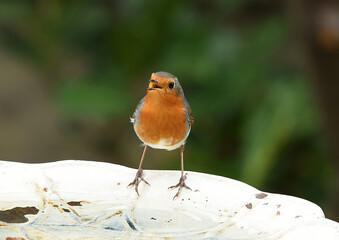 Rouge gorge