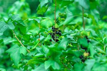 Black currant berries, in the garden in summer. Selective focus on garden berries.