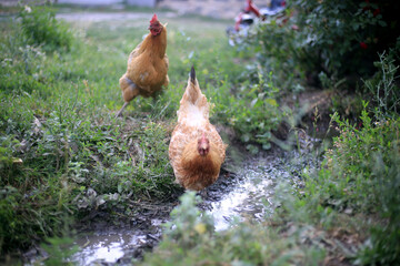 chicken in the farm