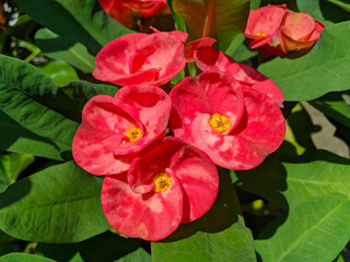 Euphorbia or crown of thorns is an ornamental plant often found as decoration in the home page....