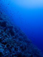 Plakat Diving in the Red Sea at Egypt