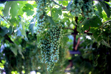 grape vine