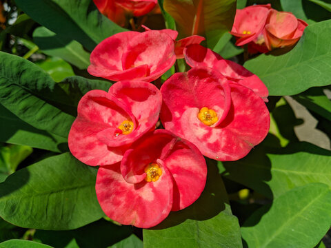 Euphorbia or crown of thorns is an ornamental plant often found as decoration in the home page. This plant has flowers with beautiful colors, and the stems are filled with thorns