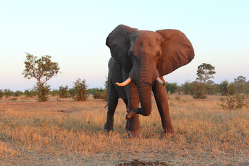 Afrikanischer Elefant / African elephant / Loxodonta africana