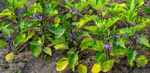Flowering Eggplants growing in a garden (Solanum melongena)
