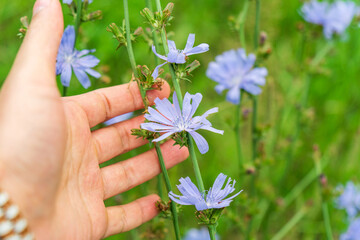 Blue chicory flower in the meadow on a sunny summer day. Flowering and fragrance of summer herbs. Close up - obrazy, fototapety, plakaty
