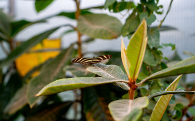 Close up of Zebra longwing butterfly (Heliconius charithonia)
