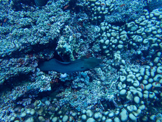 Moray Eel in the red sea