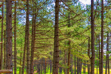 Fototapeta premium Pine trees forest during summer day in Zlatibor, Serbia.