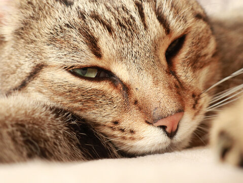 Close up portrait of cat in blur