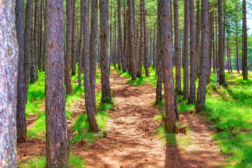 Fototapeta premium Pine trees forest during summer day in Zlatibor, Serbia.