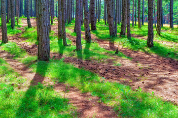 Pine trees forest during summer day in Zlatibor, Serbia.