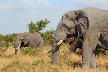 Afrikanischer Elefant / African elephant / Loxodonta africana