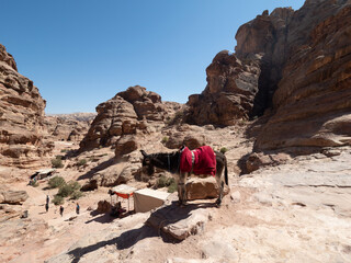 Burro en Petra, Wadi Musa, Jordania, Oriente Medio, Asia