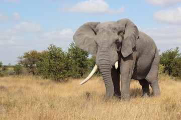 Fototapeta premium Afrikanischer Elefant / African elephant / Loxodonta africana