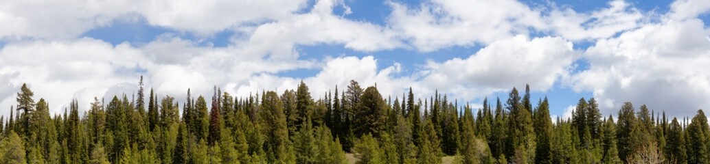 Green Trees and Cloudy Cloudscape in American Landscape. Spring Season. Grand Teton National Park. Wyoming, United States. Nature Background Panorama