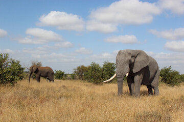 Afrikanischer Elefant / African elephant / Loxodonta africana