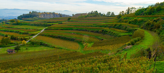 Weinberge Reben 