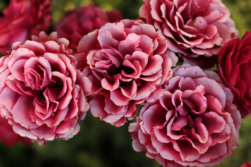 old pink roses in the garden