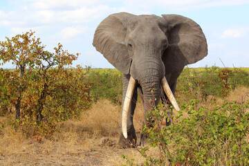 Obraz premium Afrikanischer Elefant / African elephant / Loxodonta africana