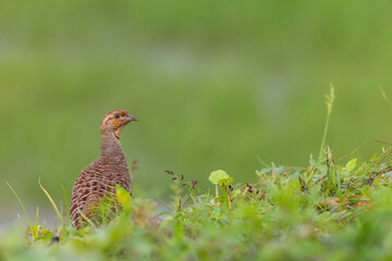 Grey francolin also known as chicken bird found in plain and dried parts of the Indian sub continental and Iran. 