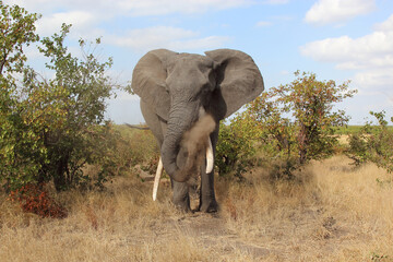 Obraz premium Afrikanischer Elefant / African elephant / Loxodonta africana
