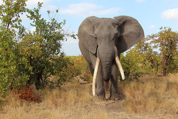 Fototapeta premium Afrikanischer Elefant / African elephant / Loxodonta africana