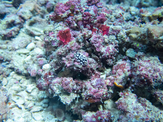 Naklejka na ściany i meble Close up of a Coral