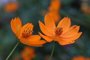 nature, flowers and the sky