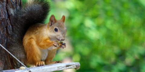 Squirrel eats a nut close-up. Sunny day. Selective focus. Copy space