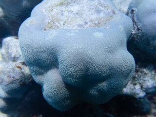 Close up of a Coral